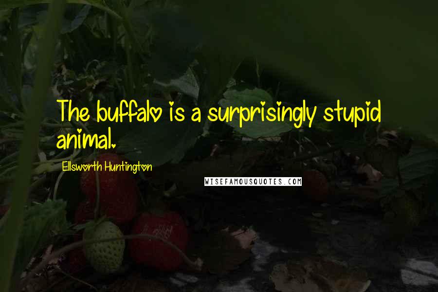 Ellsworth Huntington Quotes: The buffalo is a surprisingly stupid animal.