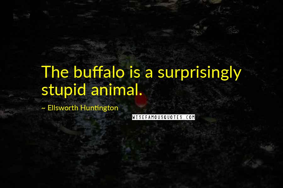 Ellsworth Huntington Quotes: The buffalo is a surprisingly stupid animal.