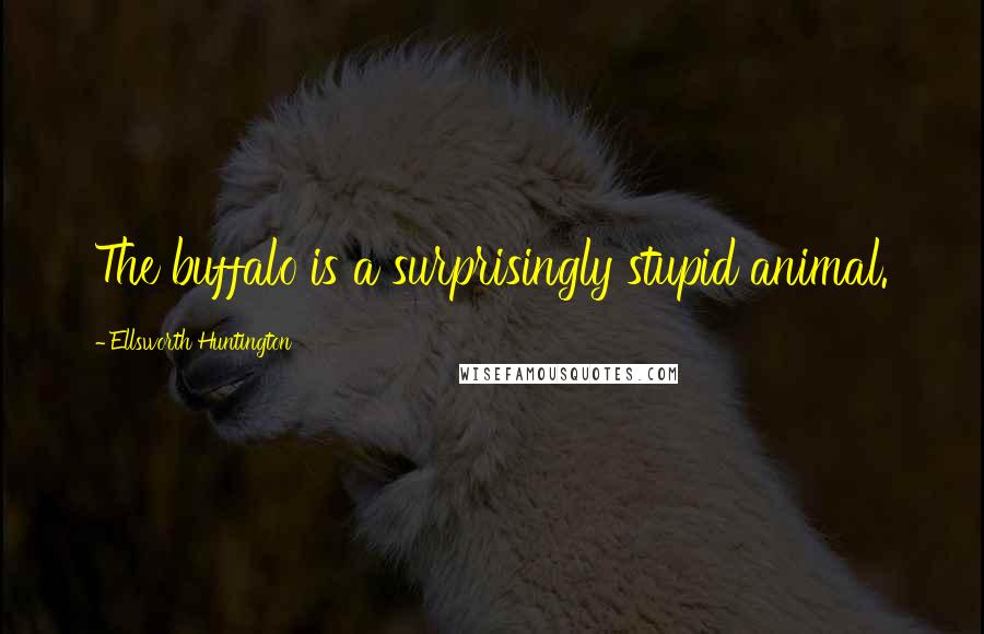 Ellsworth Huntington Quotes: The buffalo is a surprisingly stupid animal.