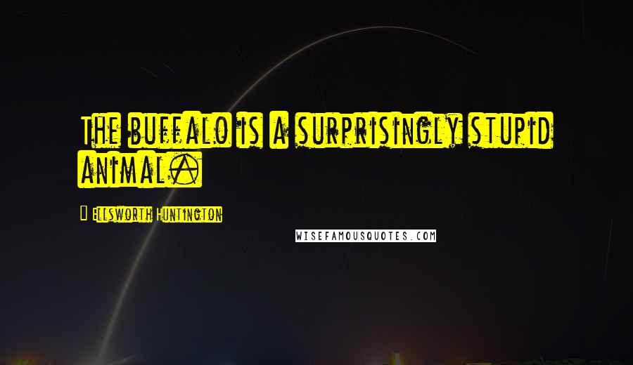 Ellsworth Huntington Quotes: The buffalo is a surprisingly stupid animal.