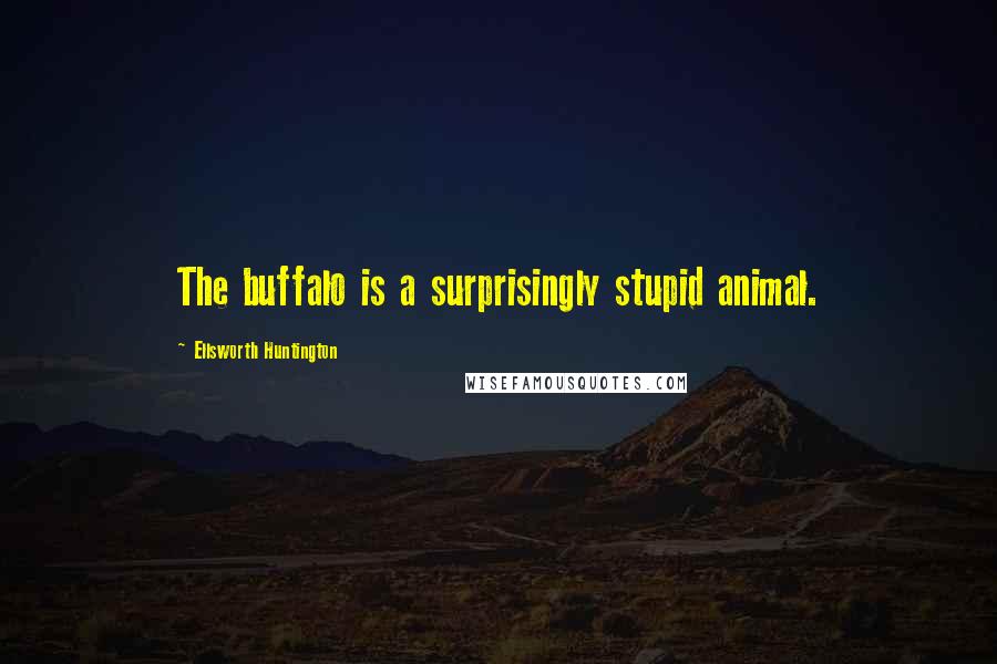 Ellsworth Huntington Quotes: The buffalo is a surprisingly stupid animal.