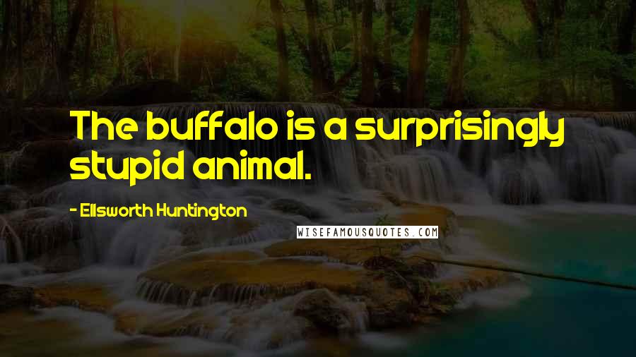Ellsworth Huntington Quotes: The buffalo is a surprisingly stupid animal.