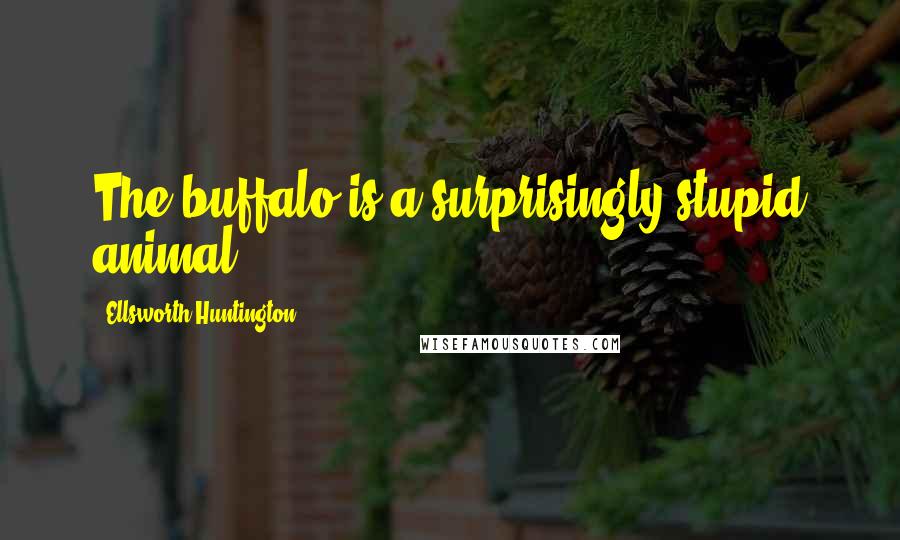 Ellsworth Huntington Quotes: The buffalo is a surprisingly stupid animal.