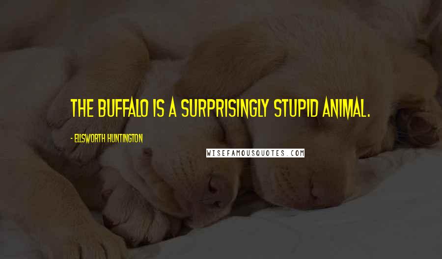 Ellsworth Huntington Quotes: The buffalo is a surprisingly stupid animal.