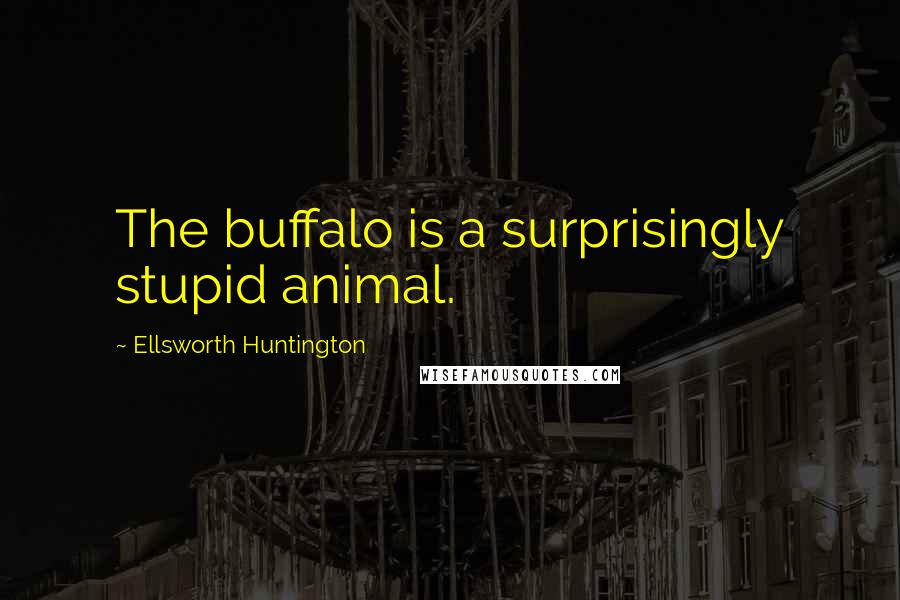 Ellsworth Huntington Quotes: The buffalo is a surprisingly stupid animal.