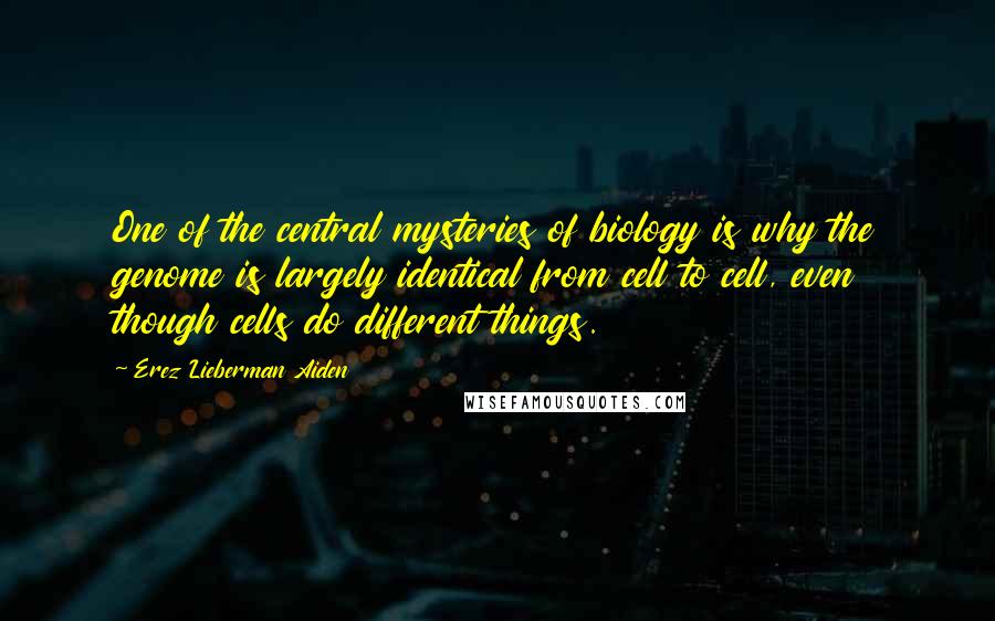 Erez Lieberman Aiden Quotes: One of the central mysteries of biology is why the genome is largely identical from cell to cell, even though cells do different things.