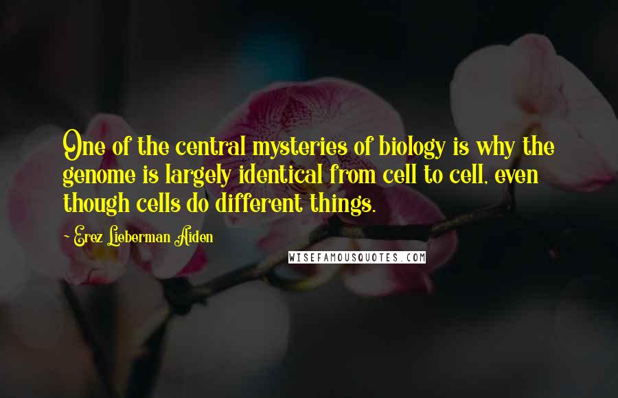 Erez Lieberman Aiden Quotes: One of the central mysteries of biology is why the genome is largely identical from cell to cell, even though cells do different things.