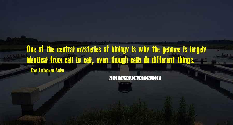 Erez Lieberman Aiden Quotes: One of the central mysteries of biology is why the genome is largely identical from cell to cell, even though cells do different things.