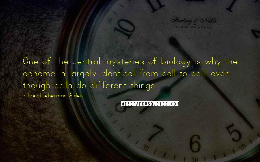 Erez Lieberman Aiden Quotes: One of the central mysteries of biology is why the genome is largely identical from cell to cell, even though cells do different things.