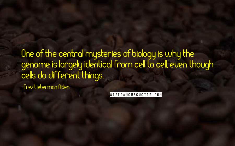 Erez Lieberman Aiden Quotes: One of the central mysteries of biology is why the genome is largely identical from cell to cell, even though cells do different things.