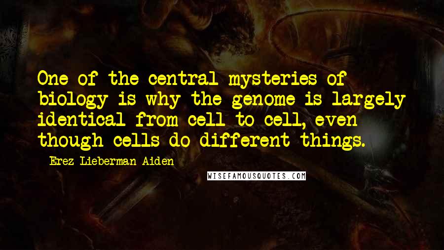 Erez Lieberman Aiden Quotes: One of the central mysteries of biology is why the genome is largely identical from cell to cell, even though cells do different things.