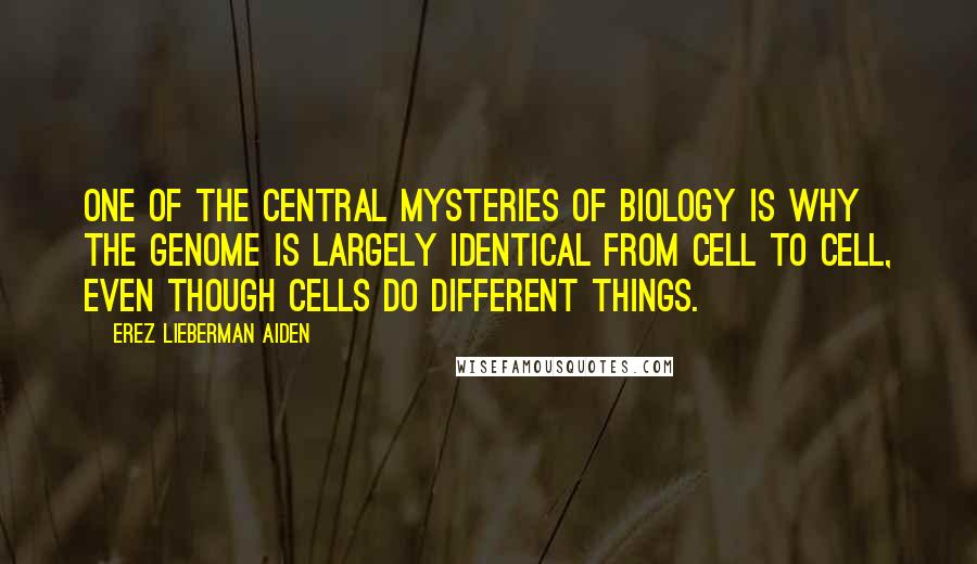 Erez Lieberman Aiden Quotes: One of the central mysteries of biology is why the genome is largely identical from cell to cell, even though cells do different things.