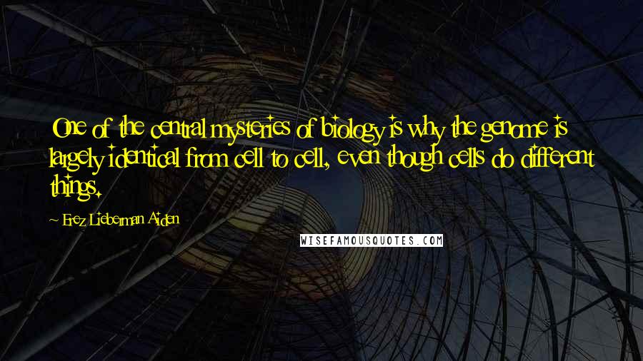 Erez Lieberman Aiden Quotes: One of the central mysteries of biology is why the genome is largely identical from cell to cell, even though cells do different things.