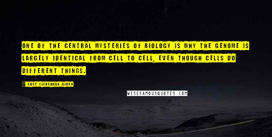 Erez Lieberman Aiden Quotes: One of the central mysteries of biology is why the genome is largely identical from cell to cell, even though cells do different things.