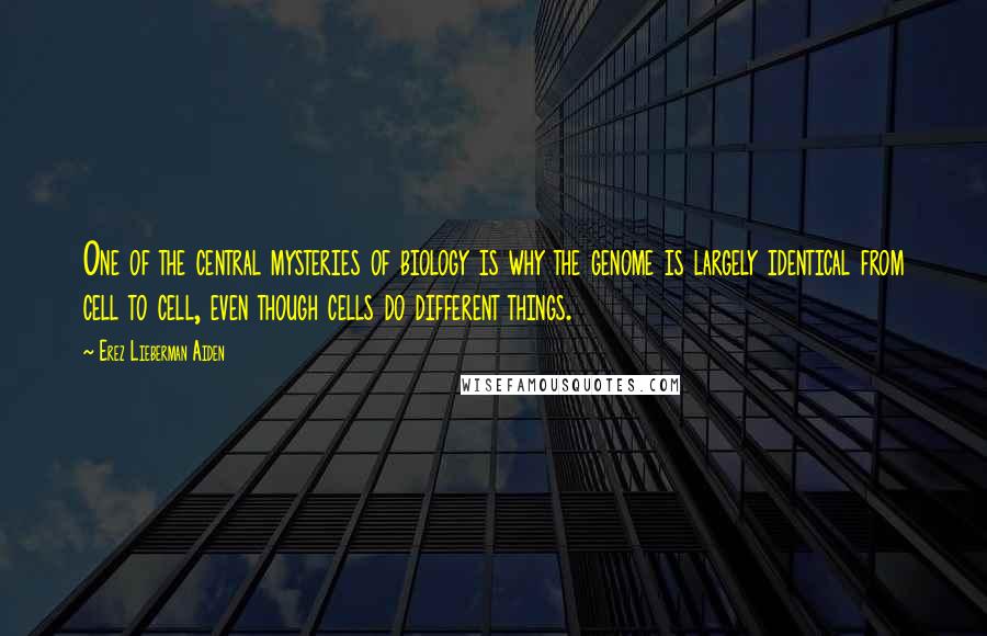 Erez Lieberman Aiden Quotes: One of the central mysteries of biology is why the genome is largely identical from cell to cell, even though cells do different things.