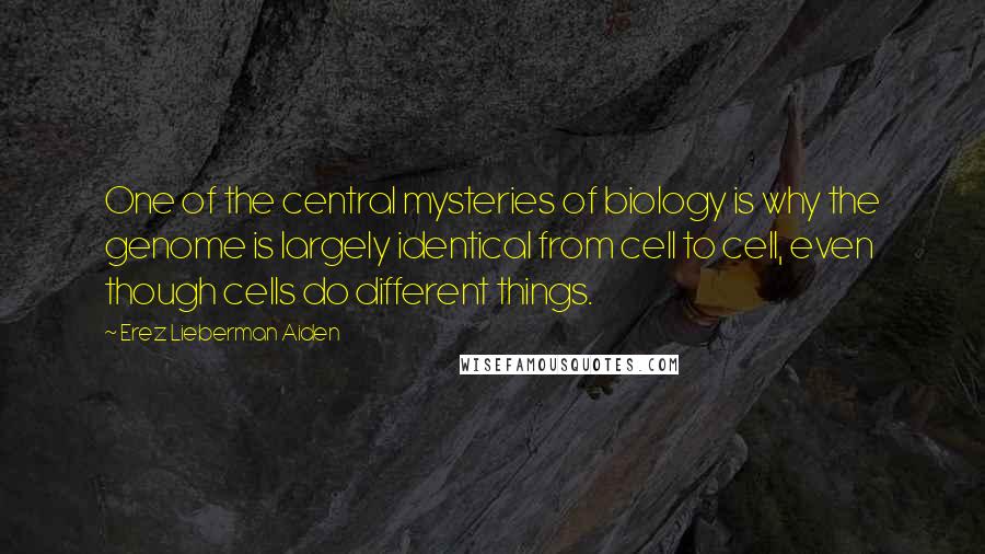 Erez Lieberman Aiden Quotes: One of the central mysteries of biology is why the genome is largely identical from cell to cell, even though cells do different things.
