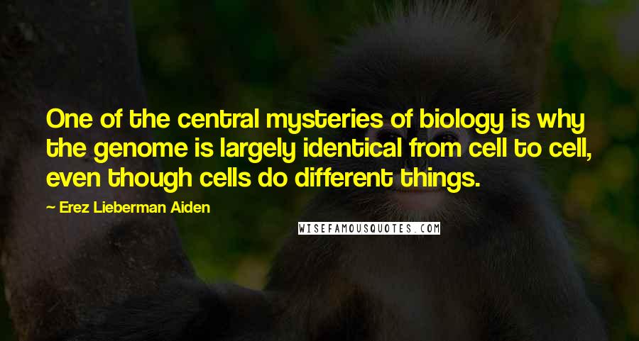 Erez Lieberman Aiden Quotes: One of the central mysteries of biology is why the genome is largely identical from cell to cell, even though cells do different things.