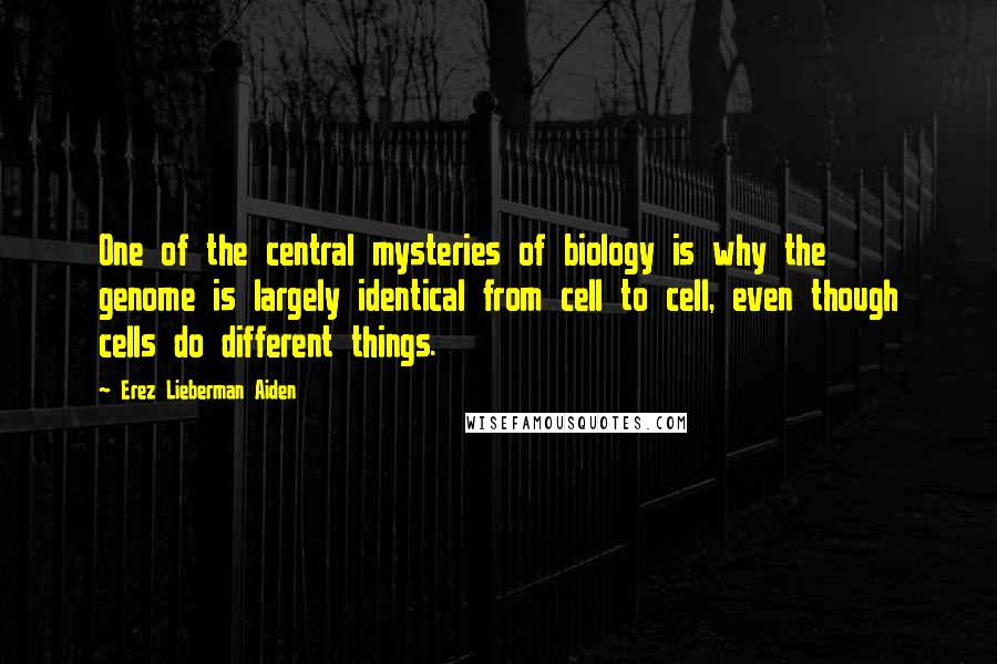 Erez Lieberman Aiden Quotes: One of the central mysteries of biology is why the genome is largely identical from cell to cell, even though cells do different things.