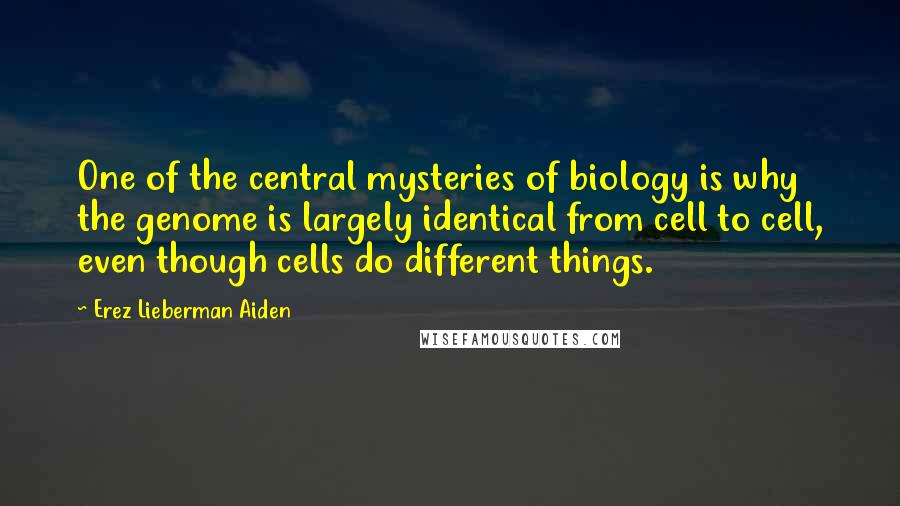 Erez Lieberman Aiden Quotes: One of the central mysteries of biology is why the genome is largely identical from cell to cell, even though cells do different things.