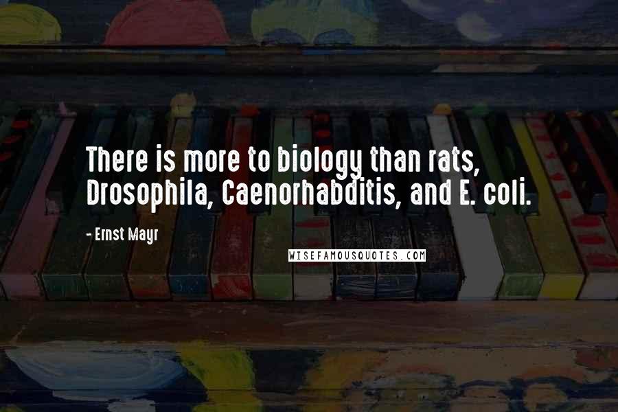 Ernst Mayr Quotes: There is more to biology than rats, Drosophila, Caenorhabditis, and E. coli.