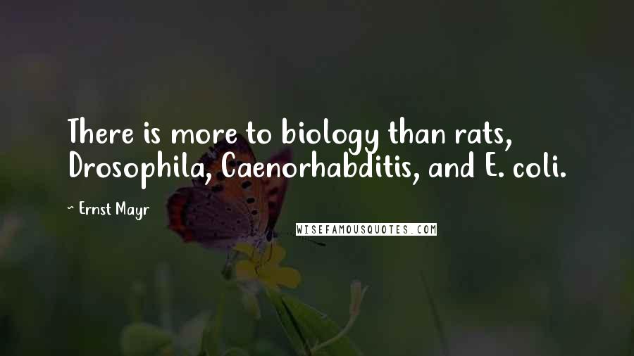 Ernst Mayr Quotes: There is more to biology than rats, Drosophila, Caenorhabditis, and E. coli.