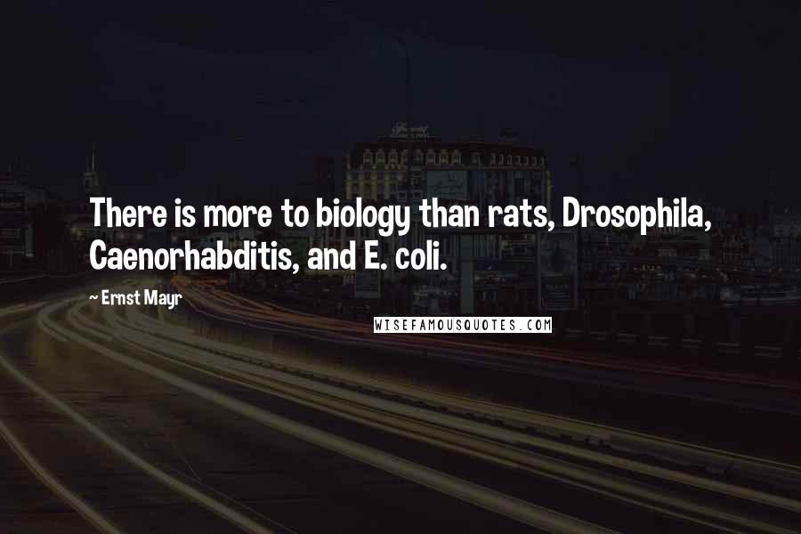 Ernst Mayr Quotes: There is more to biology than rats, Drosophila, Caenorhabditis, and E. coli.