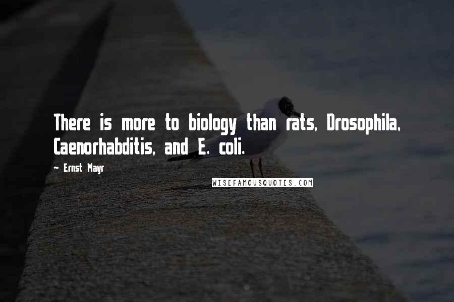 Ernst Mayr Quotes: There is more to biology than rats, Drosophila, Caenorhabditis, and E. coli.