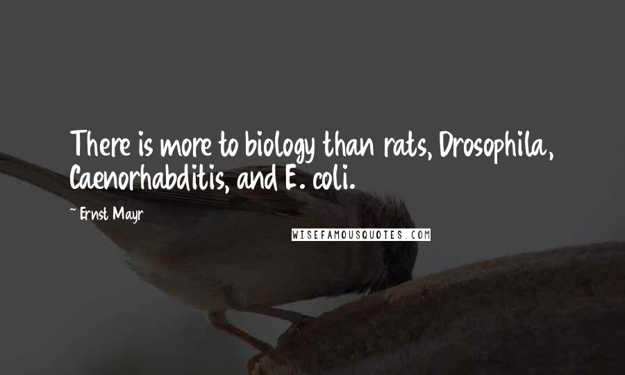 Ernst Mayr Quotes: There is more to biology than rats, Drosophila, Caenorhabditis, and E. coli.