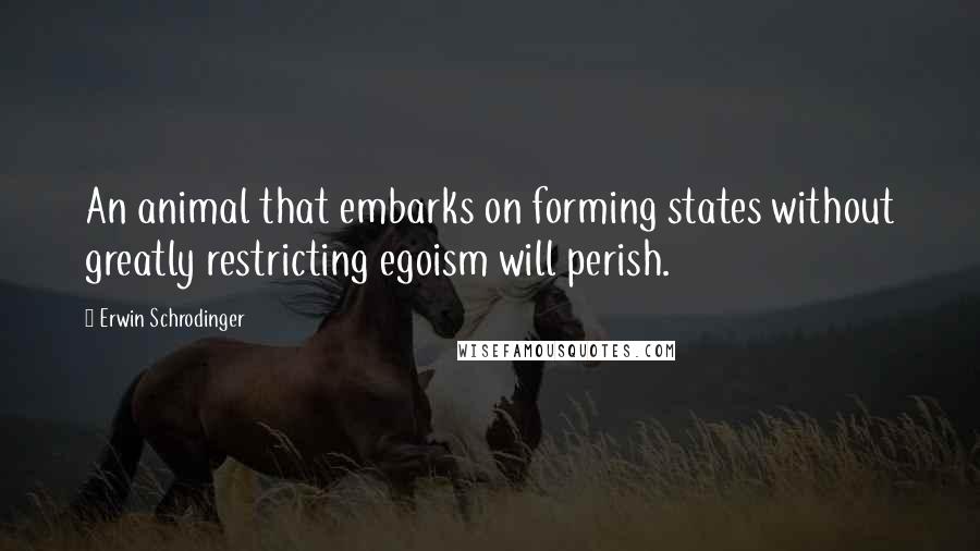 Erwin Schrodinger Quotes: An animal that embarks on forming states without greatly restricting egoism will perish.