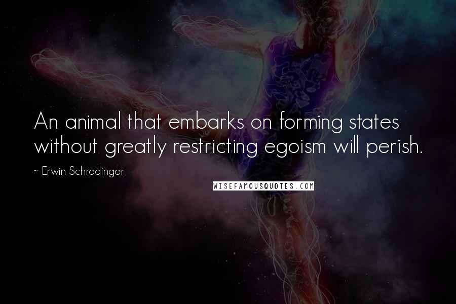 Erwin Schrodinger Quotes: An animal that embarks on forming states without greatly restricting egoism will perish.