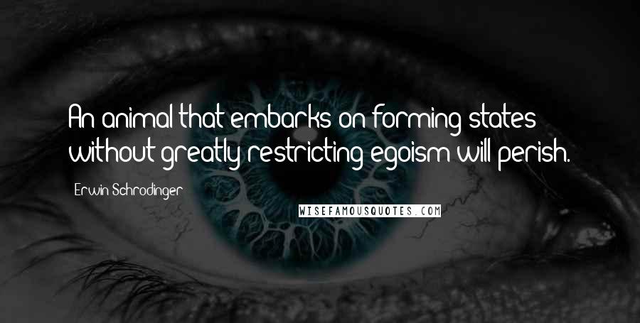 Erwin Schrodinger Quotes: An animal that embarks on forming states without greatly restricting egoism will perish.