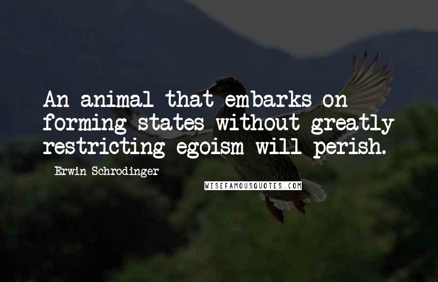 Erwin Schrodinger Quotes: An animal that embarks on forming states without greatly restricting egoism will perish.