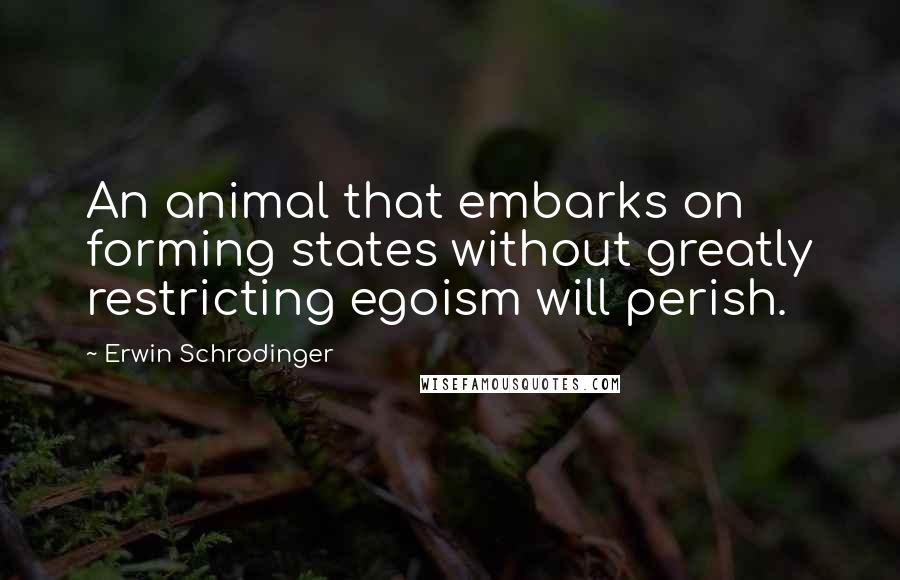 Erwin Schrodinger Quotes: An animal that embarks on forming states without greatly restricting egoism will perish.