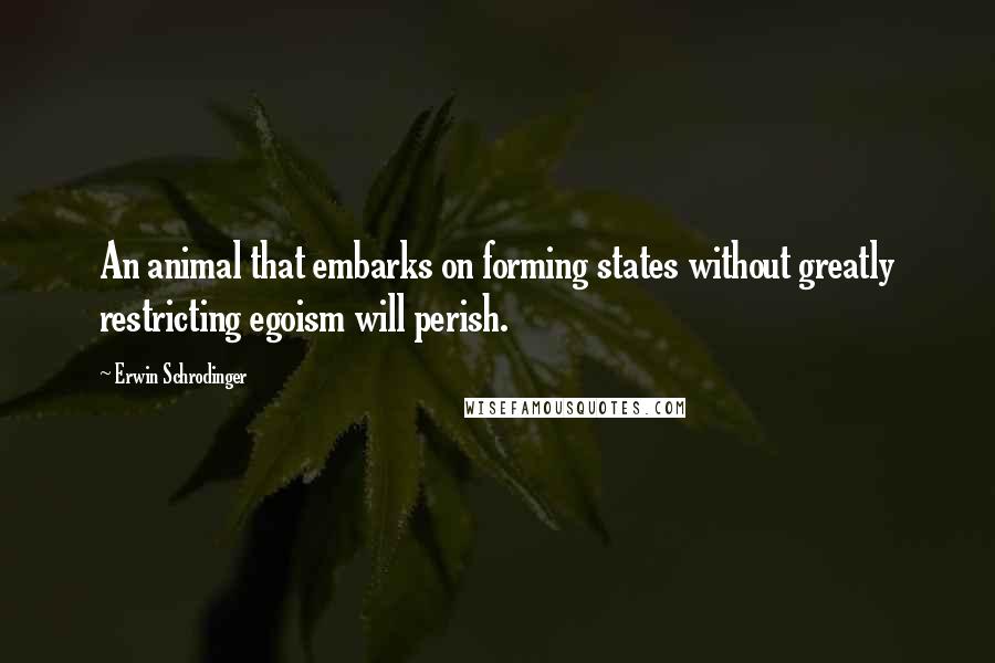 Erwin Schrodinger Quotes: An animal that embarks on forming states without greatly restricting egoism will perish.