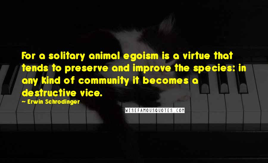 Erwin Schrodinger Quotes: For a solitary animal egoism is a virtue that tends to preserve and improve the species: in any kind of community it becomes a destructive vice.