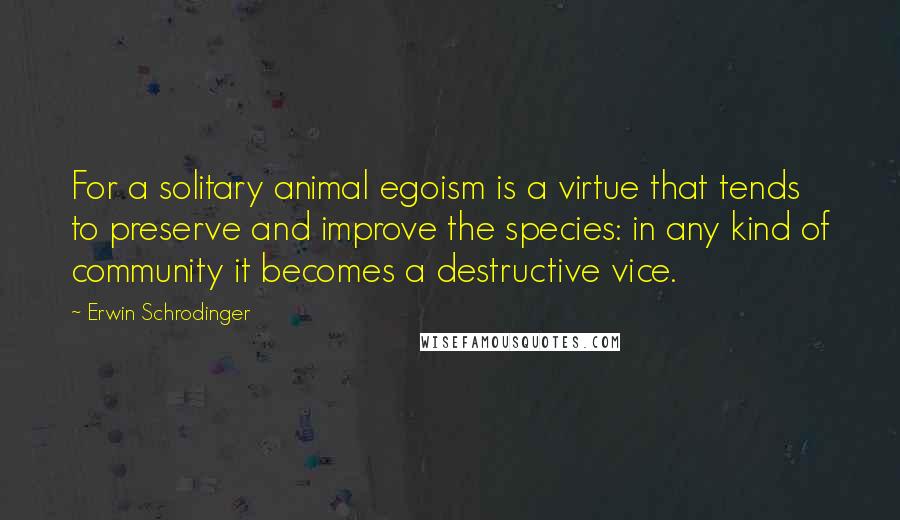 Erwin Schrodinger Quotes: For a solitary animal egoism is a virtue that tends to preserve and improve the species: in any kind of community it becomes a destructive vice.