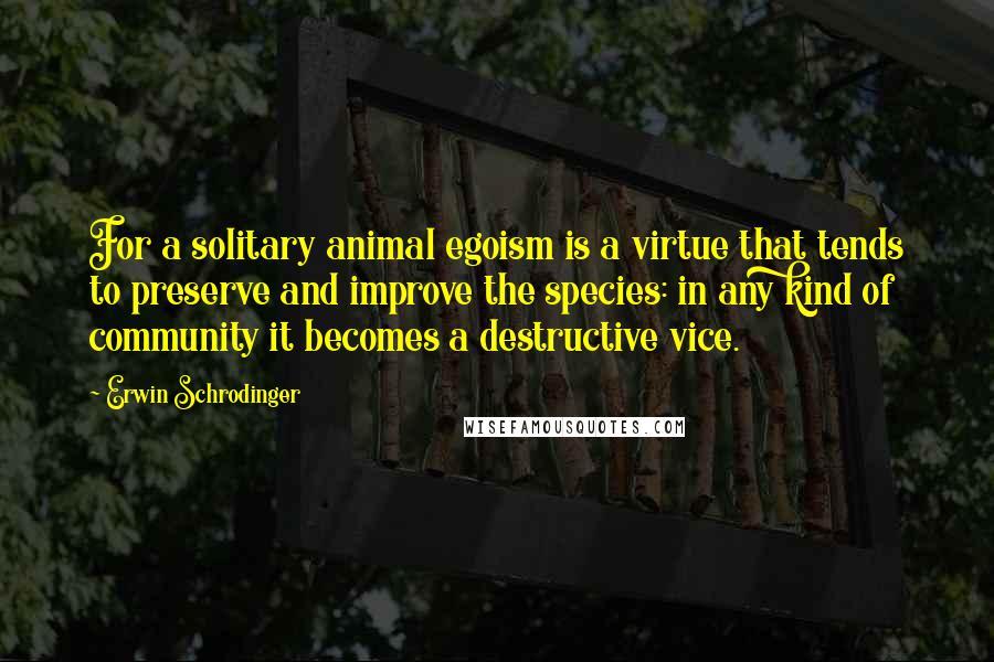 Erwin Schrodinger Quotes: For a solitary animal egoism is a virtue that tends to preserve and improve the species: in any kind of community it becomes a destructive vice.