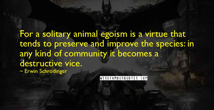 Erwin Schrodinger Quotes: For a solitary animal egoism is a virtue that tends to preserve and improve the species: in any kind of community it becomes a destructive vice.