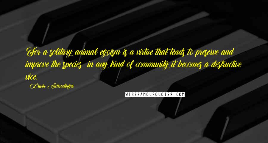 Erwin Schrodinger Quotes: For a solitary animal egoism is a virtue that tends to preserve and improve the species: in any kind of community it becomes a destructive vice.