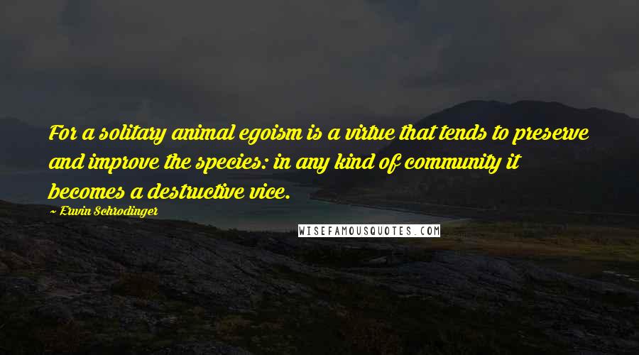 Erwin Schrodinger Quotes: For a solitary animal egoism is a virtue that tends to preserve and improve the species: in any kind of community it becomes a destructive vice.