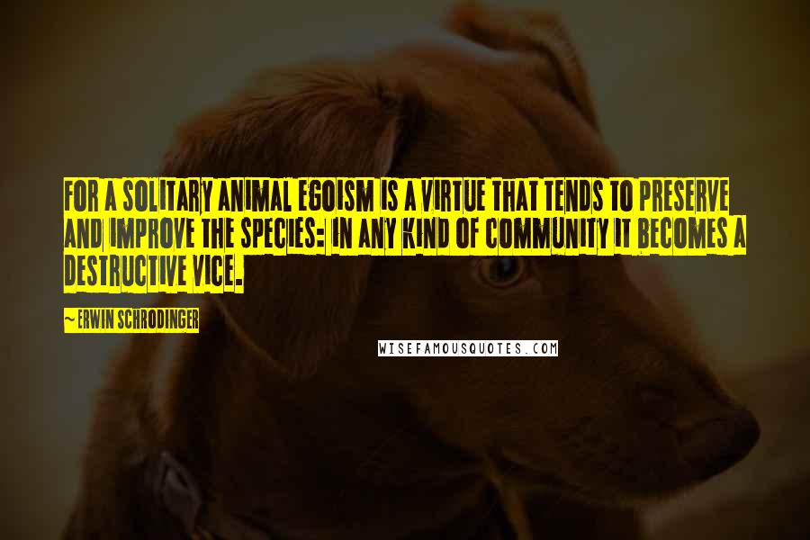 Erwin Schrodinger Quotes: For a solitary animal egoism is a virtue that tends to preserve and improve the species: in any kind of community it becomes a destructive vice.