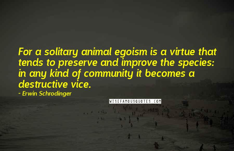 Erwin Schrodinger Quotes: For a solitary animal egoism is a virtue that tends to preserve and improve the species: in any kind of community it becomes a destructive vice.