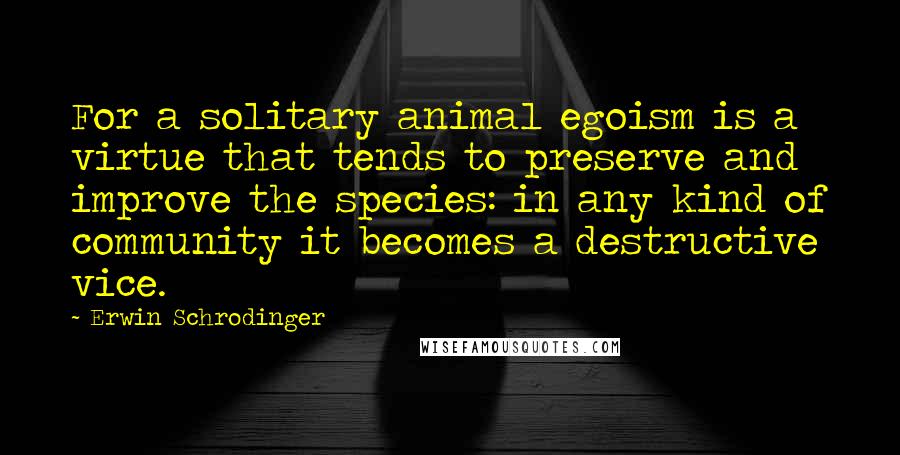 Erwin Schrodinger Quotes: For a solitary animal egoism is a virtue that tends to preserve and improve the species: in any kind of community it becomes a destructive vice.