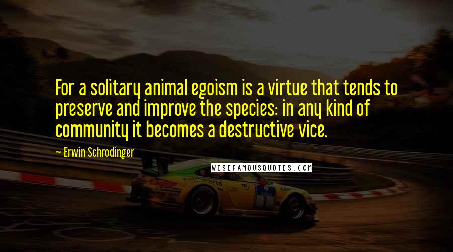 Erwin Schrodinger Quotes: For a solitary animal egoism is a virtue that tends to preserve and improve the species: in any kind of community it becomes a destructive vice.