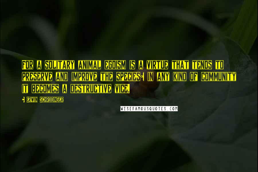 Erwin Schrodinger Quotes: For a solitary animal egoism is a virtue that tends to preserve and improve the species: in any kind of community it becomes a destructive vice.