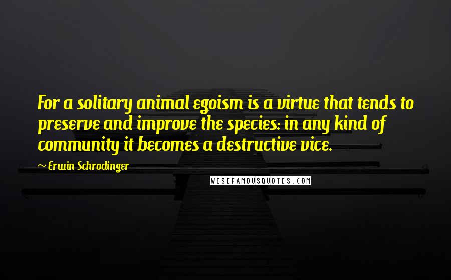 Erwin Schrodinger Quotes: For a solitary animal egoism is a virtue that tends to preserve and improve the species: in any kind of community it becomes a destructive vice.