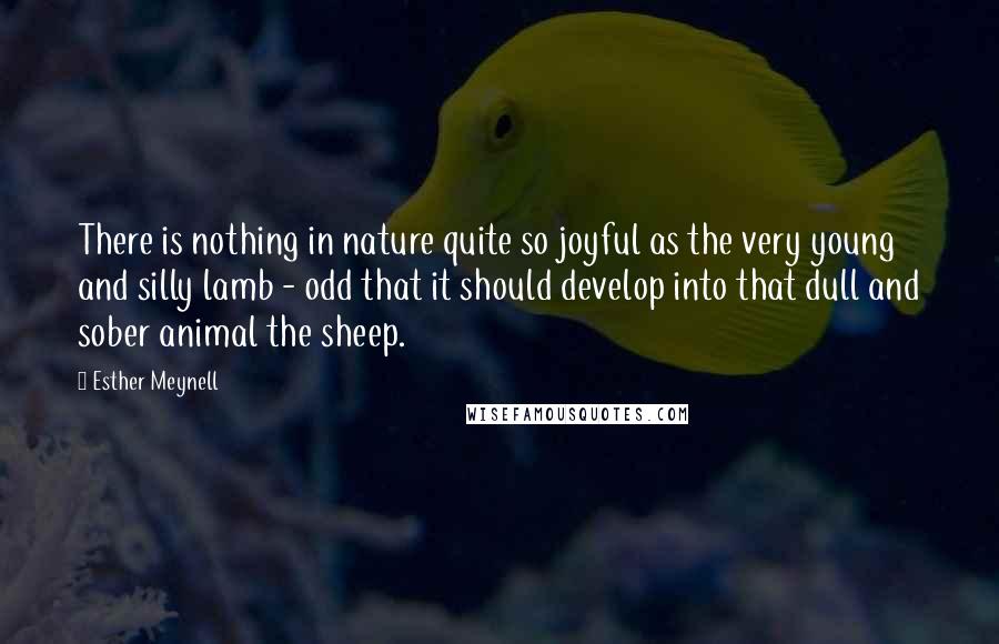 Esther Meynell Quotes: There is nothing in nature quite so joyful as the very young and silly lamb - odd that it should develop into that dull and sober animal the sheep.