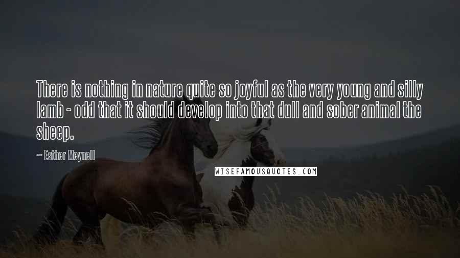 Esther Meynell Quotes: There is nothing in nature quite so joyful as the very young and silly lamb - odd that it should develop into that dull and sober animal the sheep.
