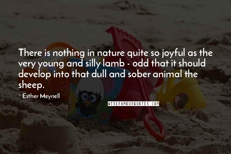 Esther Meynell Quotes: There is nothing in nature quite so joyful as the very young and silly lamb - odd that it should develop into that dull and sober animal the sheep.