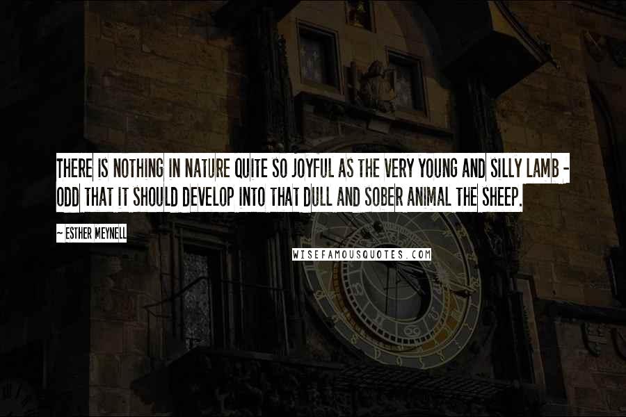 Esther Meynell Quotes: There is nothing in nature quite so joyful as the very young and silly lamb - odd that it should develop into that dull and sober animal the sheep.